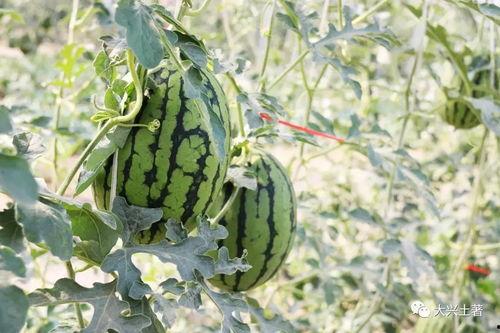 网红吃瓜大集合集图片,一场视觉盛宴的狂欢