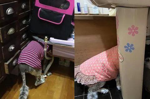 大狗最新爆料视频,揭秘视频背后的惊人真相